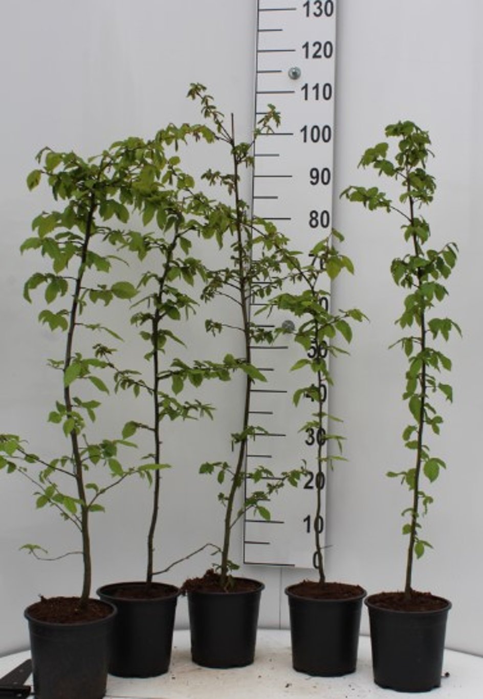 Fagus sylvatica - C2.5 60-80 CM